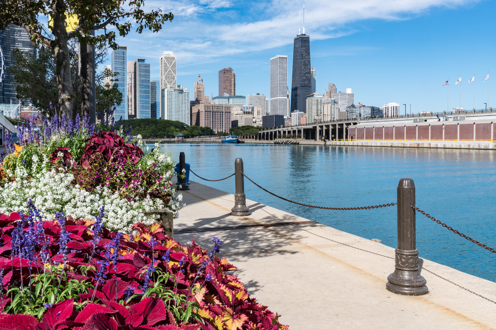 View of the Chicago skyline across water with flowers in the foreground.