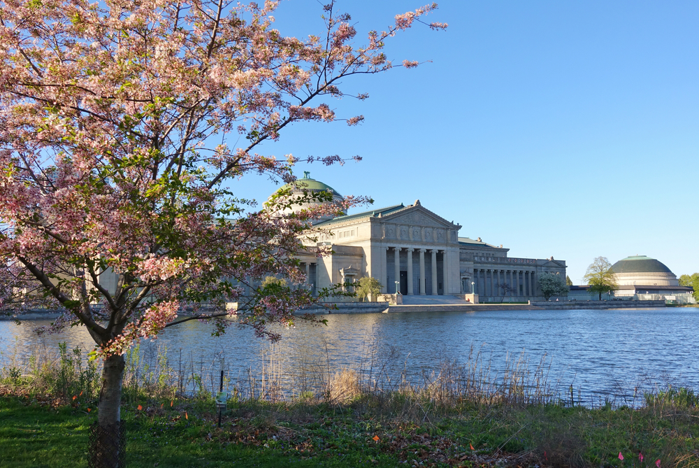The Museum of Science and Industry seen across a pond with a blooming cherry tree in the foreground during spring in Chicago.