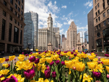 Skyline of Chicago with yellow and purple tulips in the foreground during spring in Chicago.
