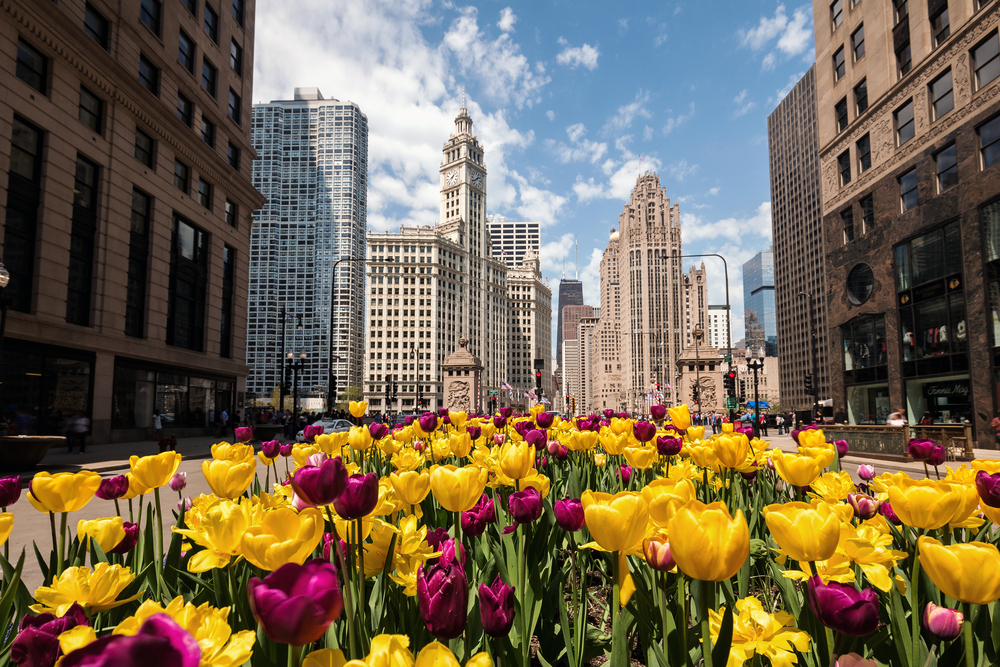 Skyline of Chicago with yellow and purple tulips in the foreground during spring in Chicago.