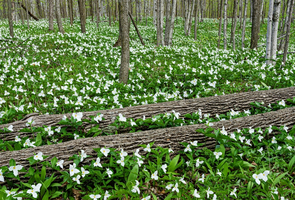 The forest floor yields a carpet of Large-flowered Trillium in spring in Door County, Wisconsin