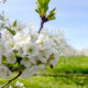 spring in door county cherry blossoms