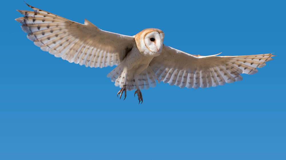 Owl in Flight in a Clear Blue Sky