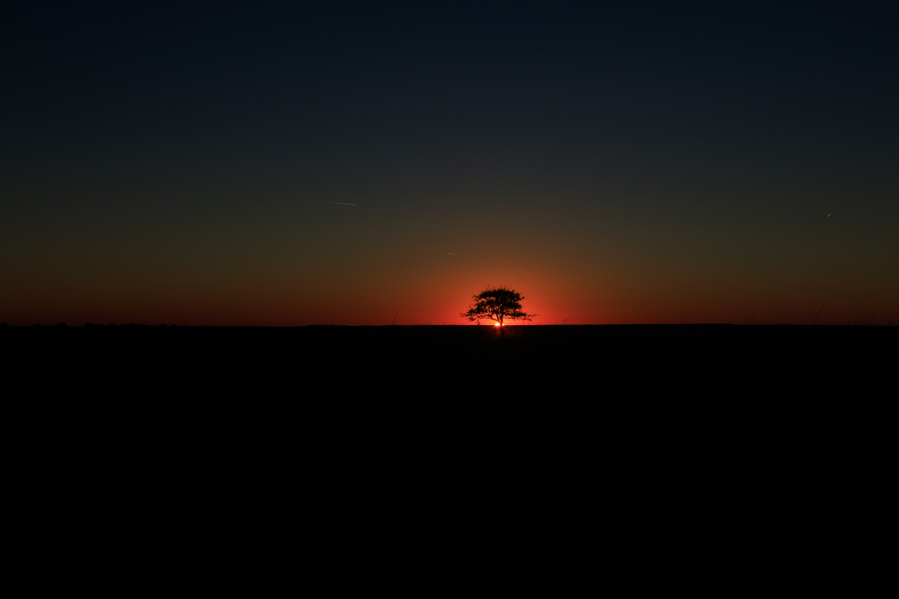 A single tree sits in silhouette as the sunsets over the grasslands of the Tallgrass Prairie Preserve