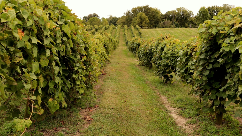 rows of grape plants