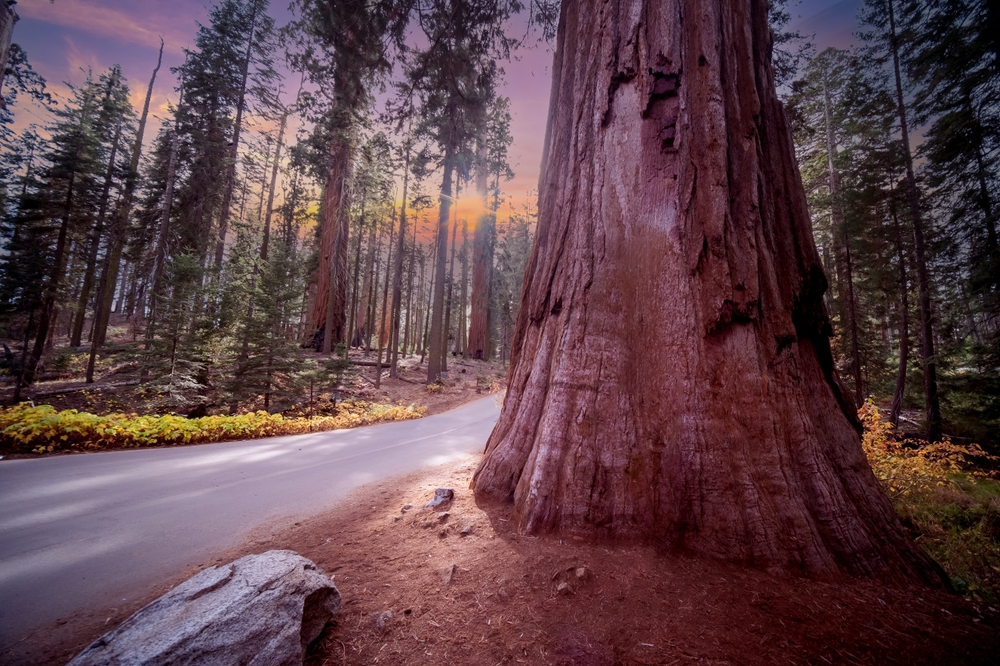 sequoia trees lining on both sides of the road places to visit in the US before you die