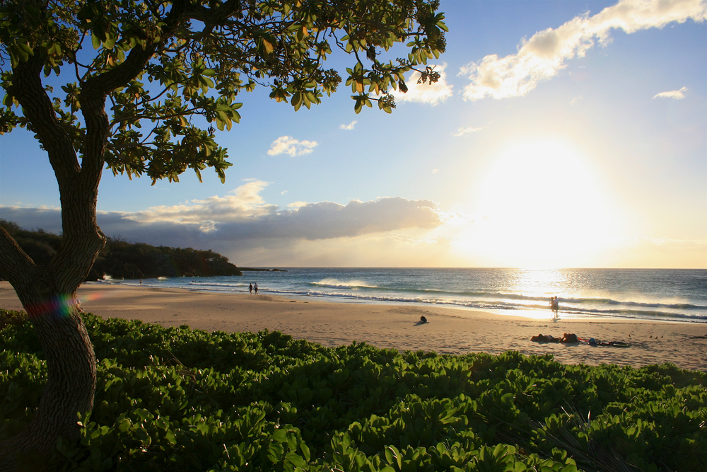 Hapuna Beach on Big Island before sunset with a tree in the foreground. 