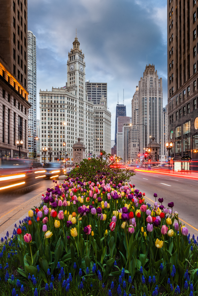 Tulips on Michigan Avenue in downtown Chicago. The article is about Magnificent Mile