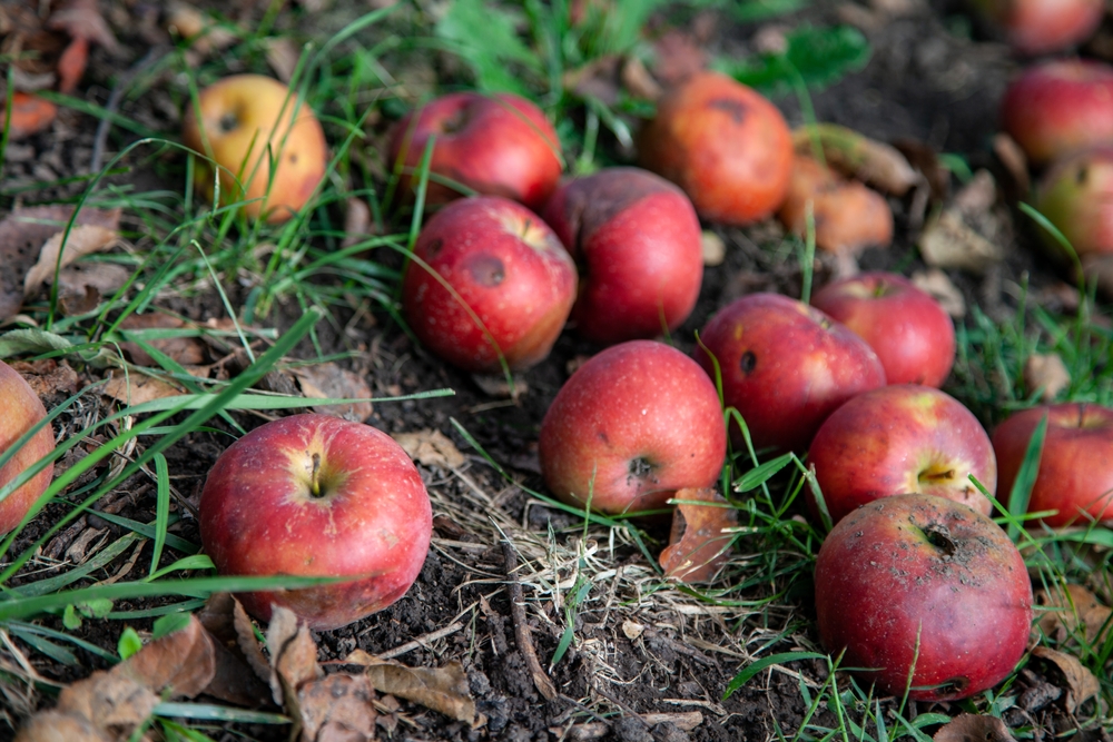 apples on the ground