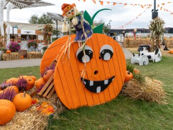 pumpkin face carved on a wooden wheel with fall decorations all around midwest fall festivals