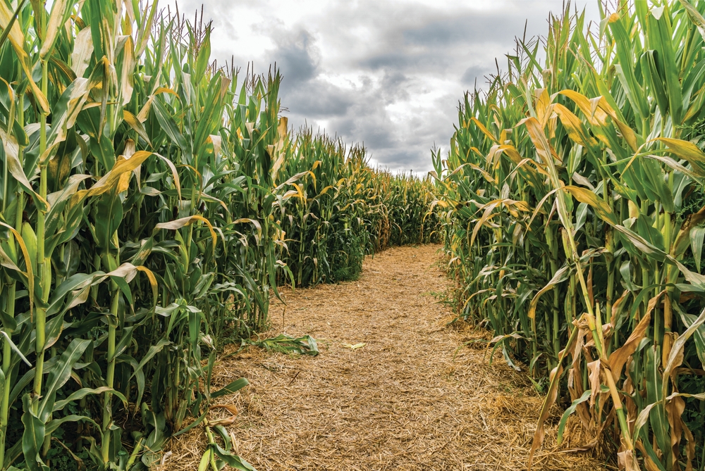 tall corn stalks and a foot path inside midwest fall festivals