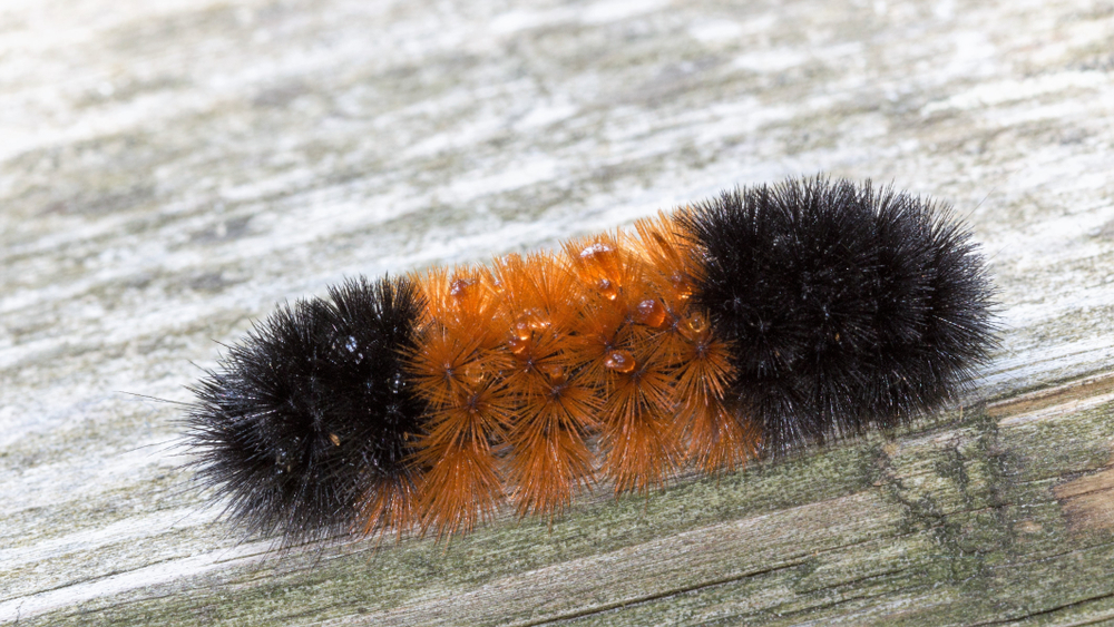 close up of woollybear caterpillar