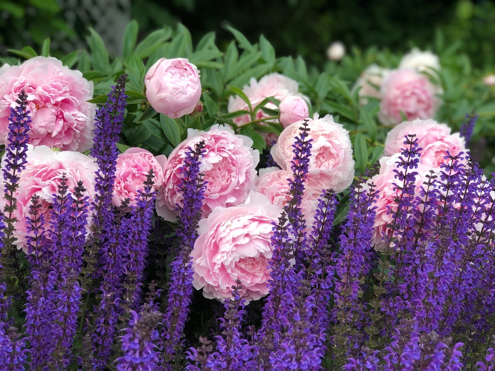 flowers in a field. They are pink and purple. 