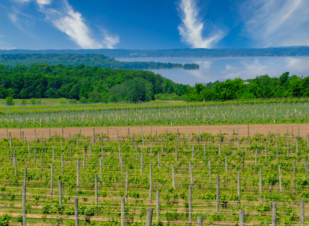 Vineyards in the state of Michigan. You can see the vines and the bay beyond. 