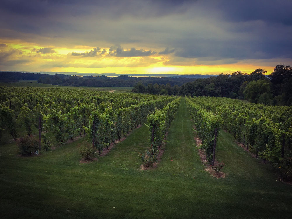 Sunset on the vineyard in northern Michigan
