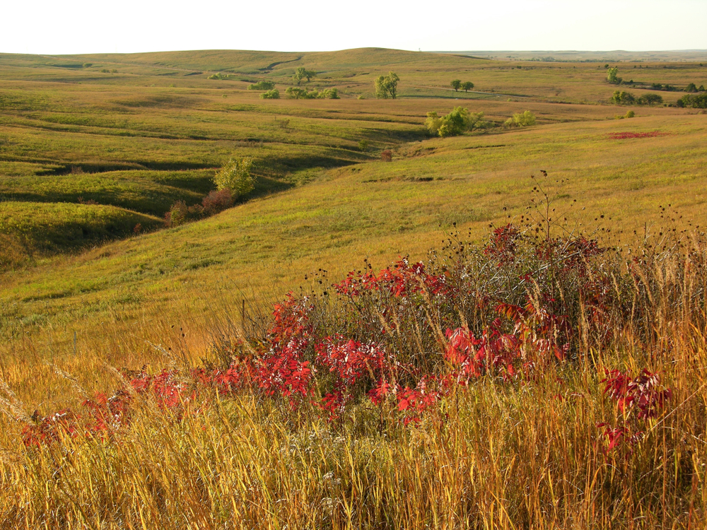hills with tall grasses