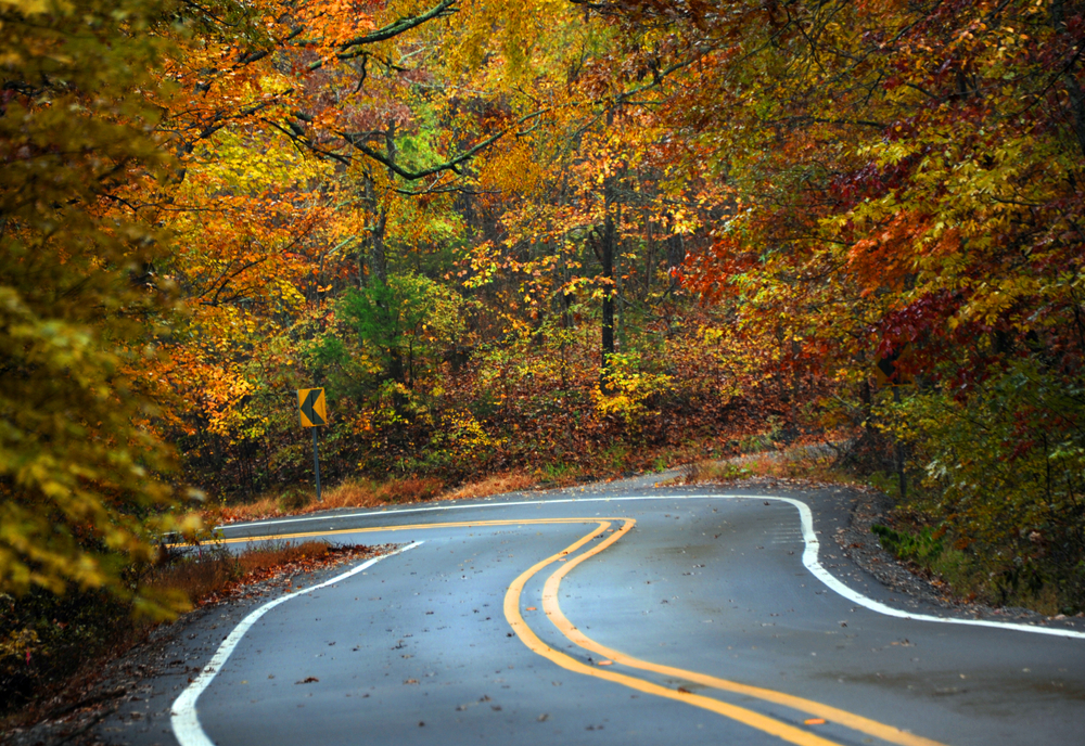 curvy road between fall trees