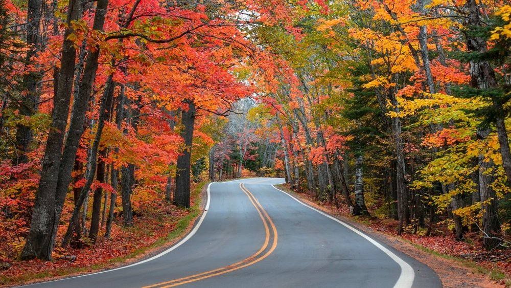 fall trees on both sides of a road