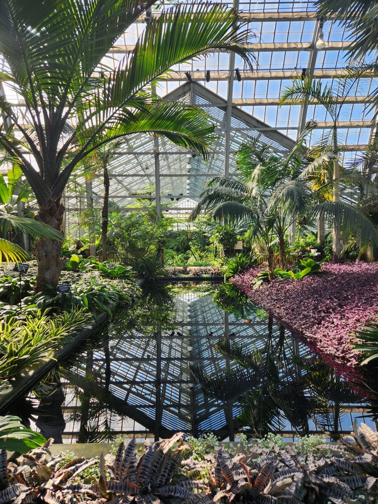Garfield Park Conservatory Greenhouse interior, lush green plants and trees, water, pond, reflecting pool. the article is about free things to do in Chicago. 