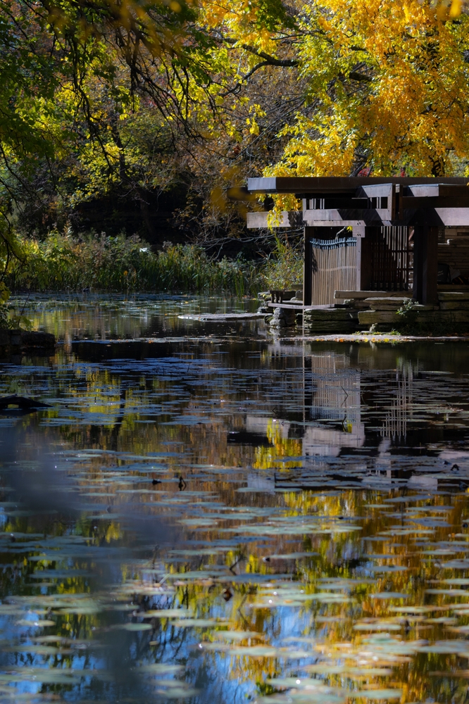   lily pond with autumn leaves in background.