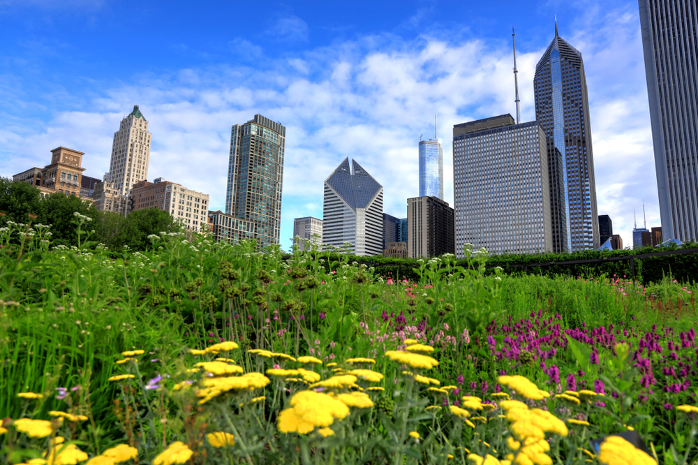 The Chicago skyline from Lurie Garden. There are flowers in the foreground that are yellow and purple. The article is about free things to do in Chicago. 